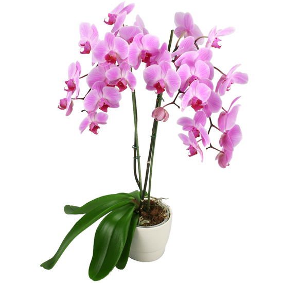 Orchidée Rose Fuchsia - Livraison de fleurs