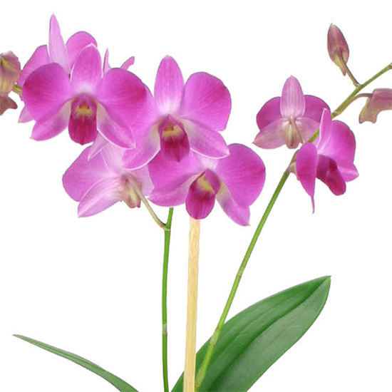 Commandez une Orchidée Rose Fuchsia