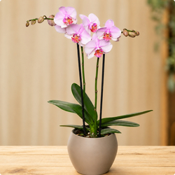 Orchidée Rose – Plante d'intérieur élégante