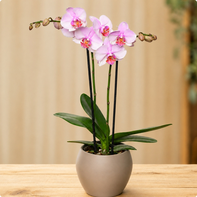 Orchidée Rose – Plante d'intérieur élégante