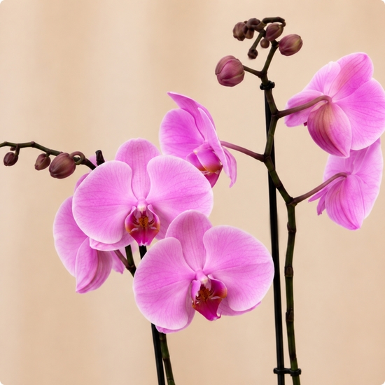 Orchidée Rose – Plante d'intérieur élégante