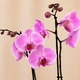 Orchidée rose phalaenopsis à deux hampes en cache-pot céramique