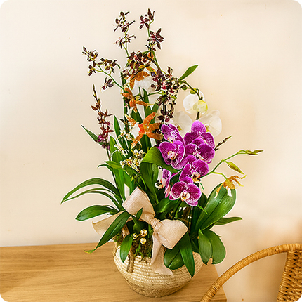 Composition Orchidées d’Exception avec orchidées blanches, violettes et orangées