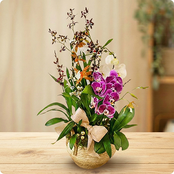 Composition Orchidées d’Exception avec orchidées blanches, violettes et orangées