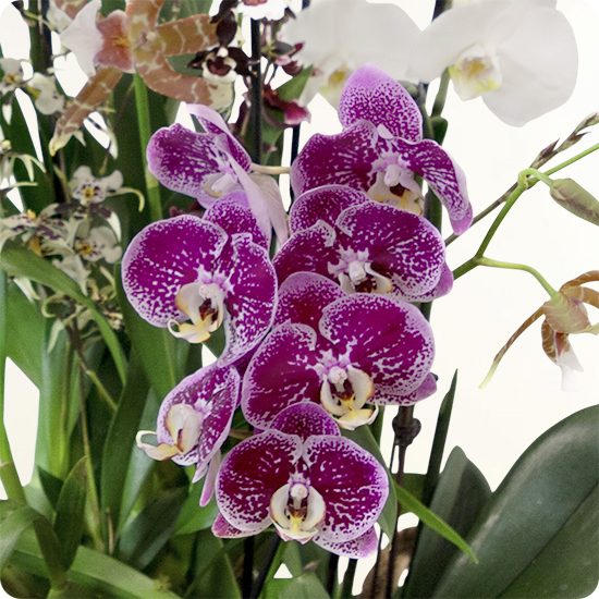 Composition Orchidées d’Exception avec orchidées blanches, violettes et orangées