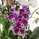 Orchidées d’Exception - Élégance rare et contemporaine