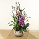 Orchidées d’Exception - Élégance rare et contemporaine