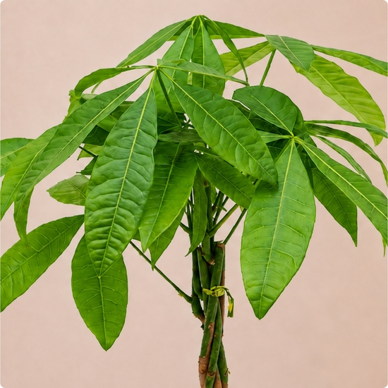 Pachira tressé en pot avec cache-pot au choix du fleuriste
