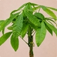 Pachira tressé en pot avec cache-pot au choix du fleuriste