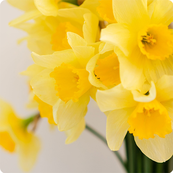 Jonquilles + Jacinthes