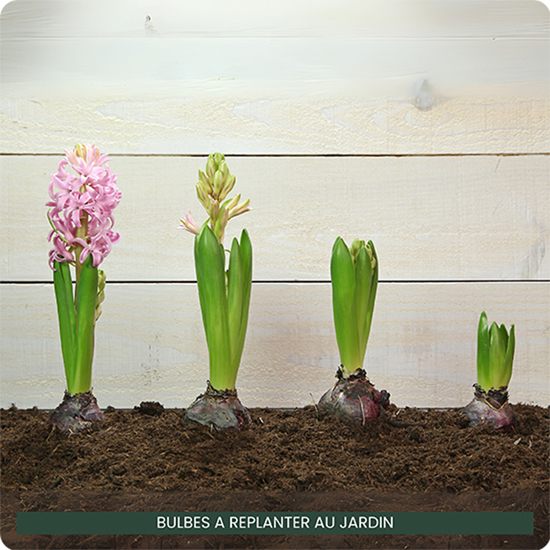 Jonquilles + Jacinthes
