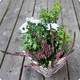 Petit Jardin est un arrangement doux et naturel
