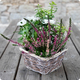 Petit Jardin est un arrangement doux et naturel