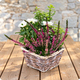 Petit Jardin est un arrangement doux et naturel