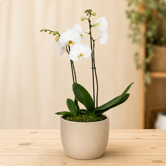Petite orchidée blanche en pot avec cache-pot et finition mousse