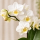 Petite orchidée blanche en pot avec cache-pot et finition mousse