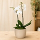 Petite orchidée blanche en pot avec cache-pot et finition mousse