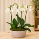 Petite orchidée blanche en pot avec cache-pot et finition mousse
