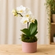 Petite orchidée blanche en pot avec cache-pot et finition mousse