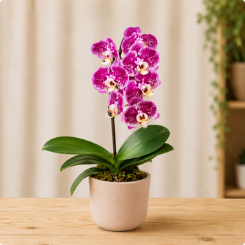 Petite orchidée fuchsia en pot avec cache-pot au choix du fleuriste
