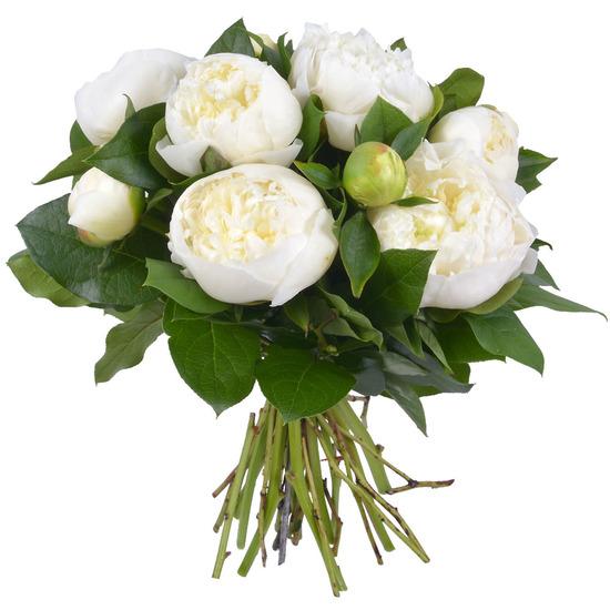 Pivoines Blanches - Livraison de fleurs | 123Fleurs