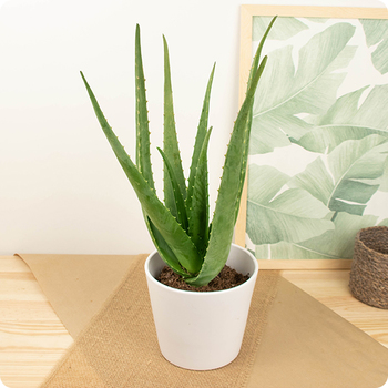 Aloe Vera
