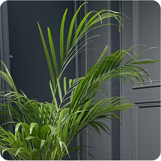 Plante Areca