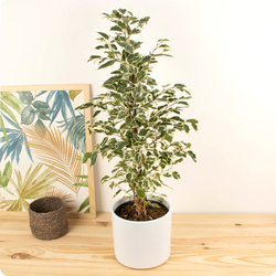 Ficus benjamina - Livraison plante d'intérieur Monceau Fleurs