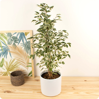 Ficus