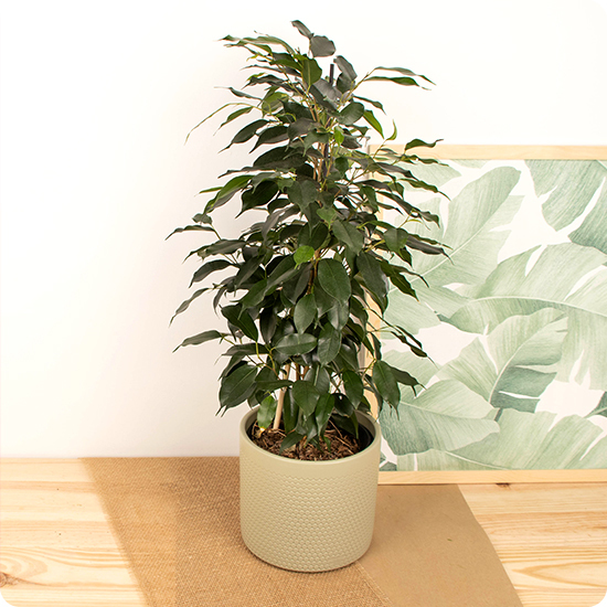 Ficus