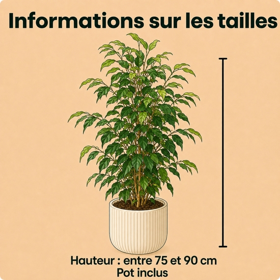 Ficus Benjamina en pot avec cache-pot au choix du fleuriste
