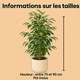 Ficus Benjamina en pot avec cache-pot au choix du fleuriste