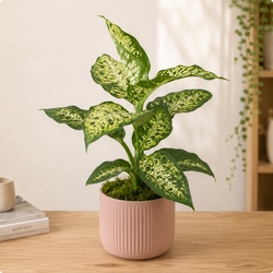 Dieffenbachia
