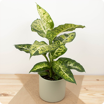 Plante Dieffenbachia