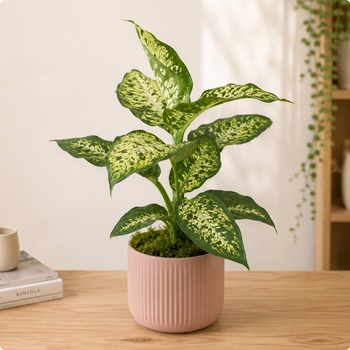 Plante Dieffenbachia
