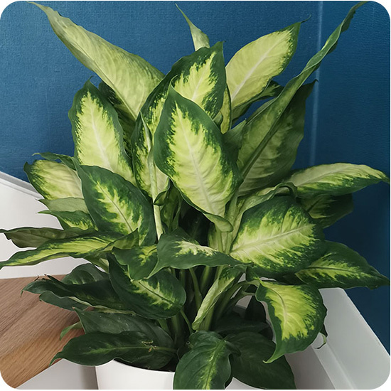 Dieffenbachia