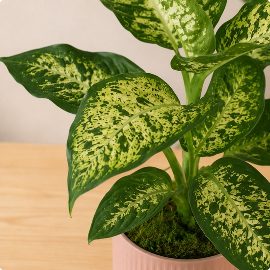 Plante Dieffenbachia