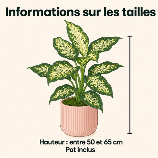 Plante Dieffenbachia