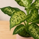 Dieffenbachia en pot avec cache-pot au choix du fleuriste