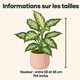 Dieffenbachia en pot avec cache-pot au choix du fleuriste