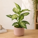 Dieffenbachia en pot avec cache-pot au choix du fleuriste