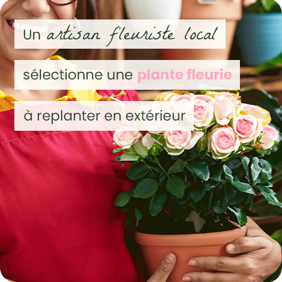 Plante fleurie à replanter