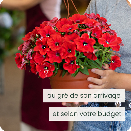 Plante fleurie à replanter