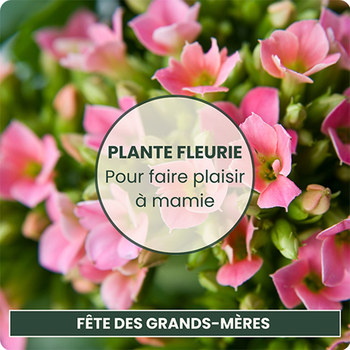 Faites plaisir à votre grand-mère