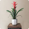 Plante guzmania