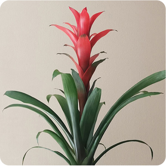 Plante guzmania