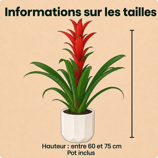 Plante guzmania