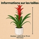 Plante guzmania