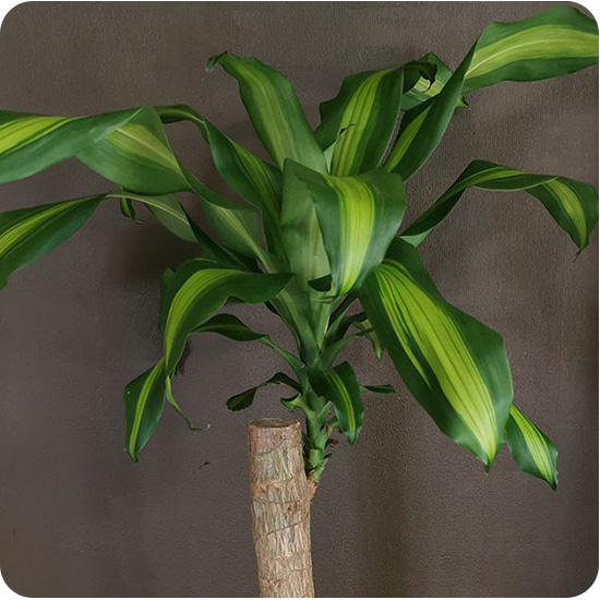 Plante Dracaena