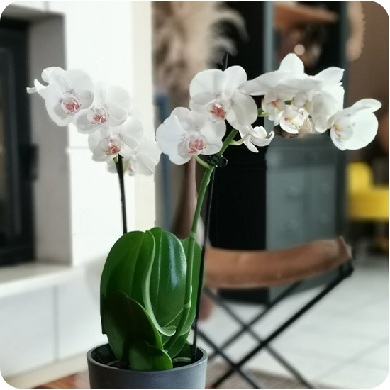 Orchidée blanche